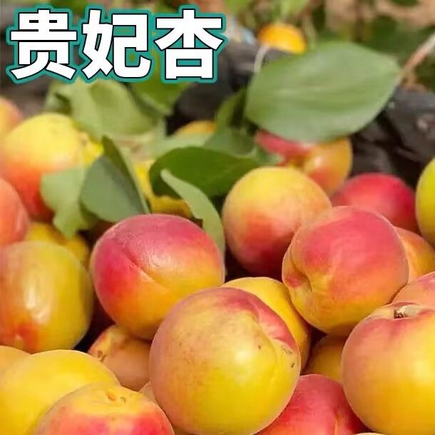 贵妃杏树果苗特大嫁接盆栽果树南北方庭院地栽活苗软甜当年结果