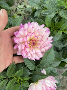 荷花仙子超大花