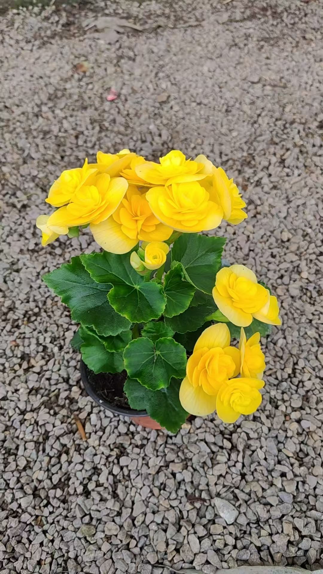 丽格海棠盆栽花卉重瓣海棠玫瑰海棠带花苞四季开花好养易活多色图片