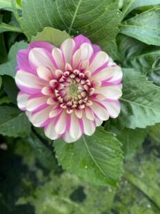 1号大丽花穴盘苗七个颜色不重复