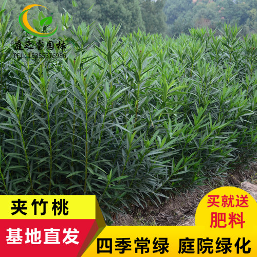 四季常青篱笆开花植物盆栽夹竹桃