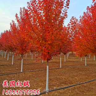 美国红枫树苗庭院风景大树红点红冠秋火焰园林绿化行道门前观赏树