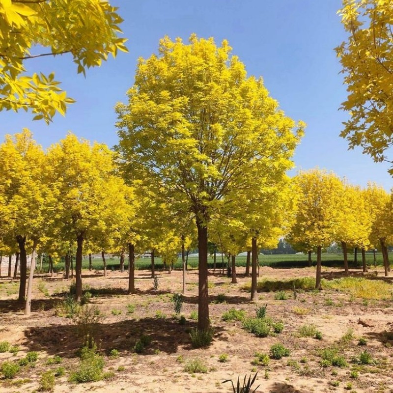 金叶白蜡树苗对接白蜡树小苗别墅庭院道路大型耐寒风景树速生白蜡