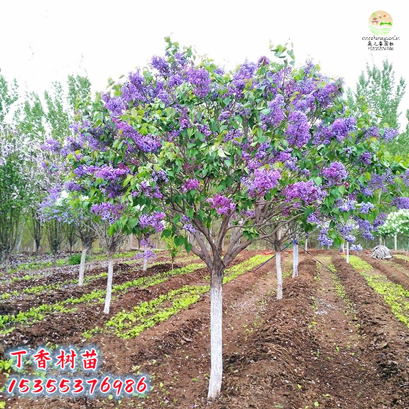 丁香花树苗丁香花风景树夏季耐寒