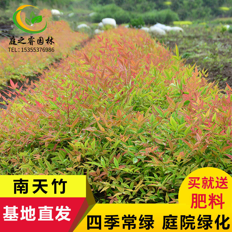 火焰绿化植物耐寒花卉观叶南天竹