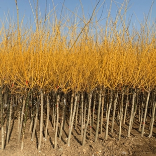 黄金槐树苗金枝国槐树垂枝龙爪槐别墅庭院绿化大风景树速生国槐苗