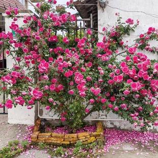蔷薇花苗藤本月季特大庭院爬藤植物花卉盆栽阳台玫瑰爬墙四季开花