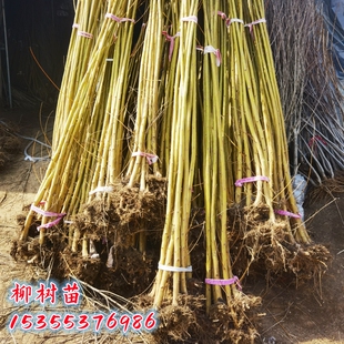垂柳树苗黄金柳树苗庭院绿化大风景树行道树金丝垂柳苗速生柳树苗