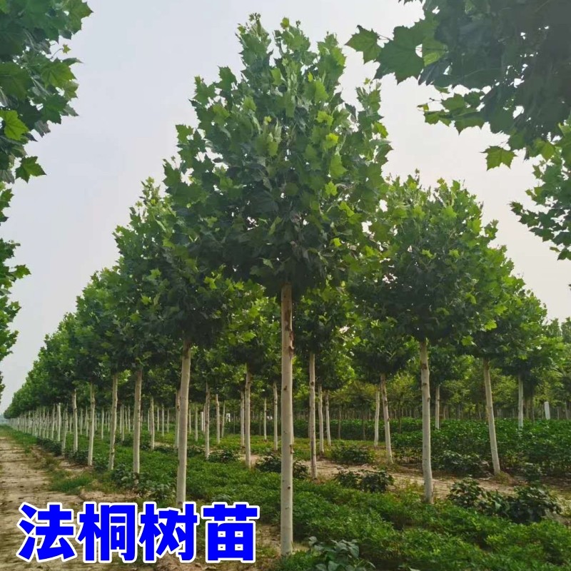 法国梧桐树绿化苗木风景树耐寒