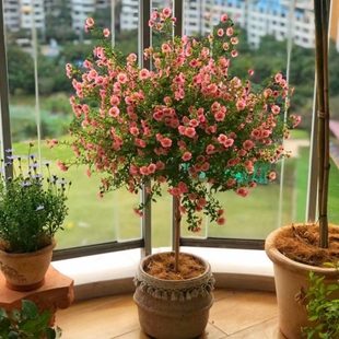 小木槿花树苗盆栽花卉植物室内花阳台好养棒棒糖型四季开花小植物