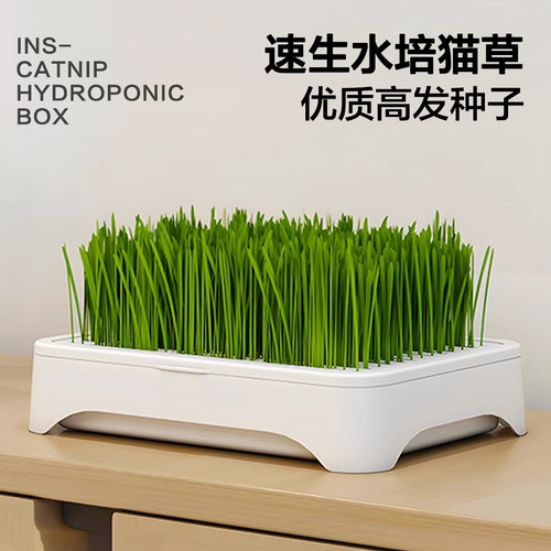 全网热销500W+!无土水培猫草套装