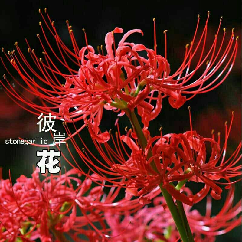 彼岸花种球多年生曼珠沙华球根四季开花盆栽石蒜花花卉盆栽籽阳台