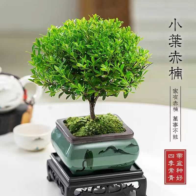 小叶赤楠老桩盆景苗植物花卉微景观好养水培办公室内四季常青盆栽