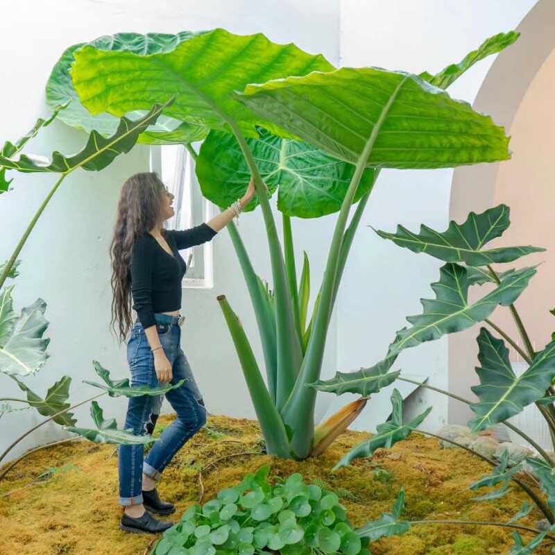 庭院客厅阳台大野芋超大叶植物