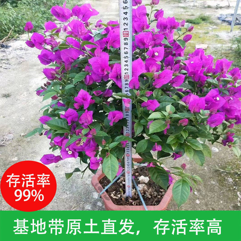 三角梅植物盆栽花卉四季开花庭院客厅阳台重瓣老桩苗简单包活耐寒