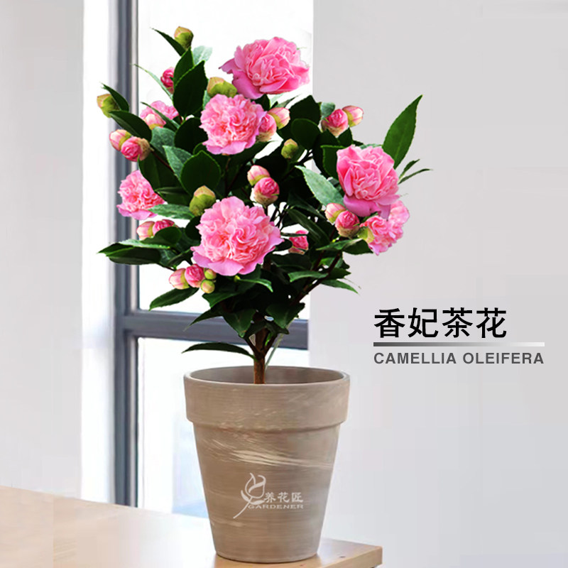 香妃茶花盆栽树苗四季阳台