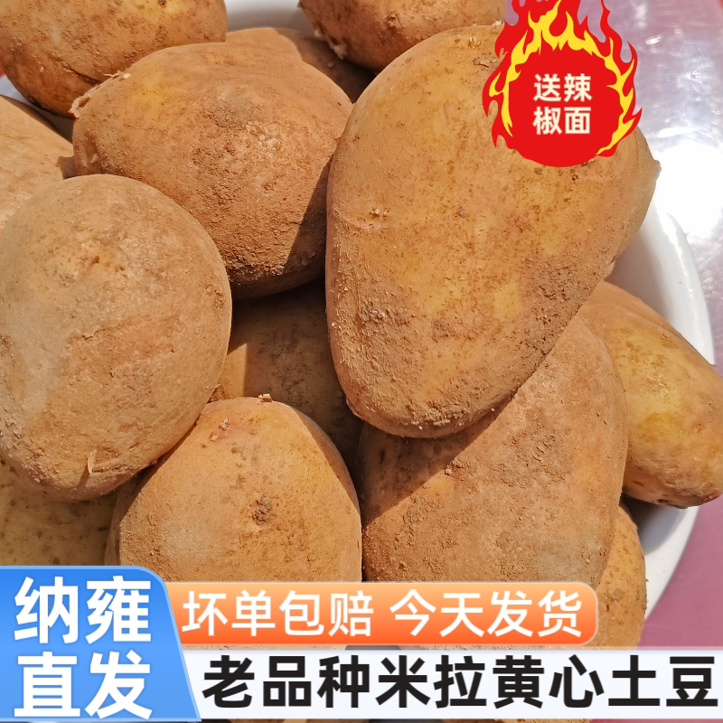 贵州纳雍威宁高山新鲜洋芋老品种米拉黄心现挖土豆马铃薯今日发