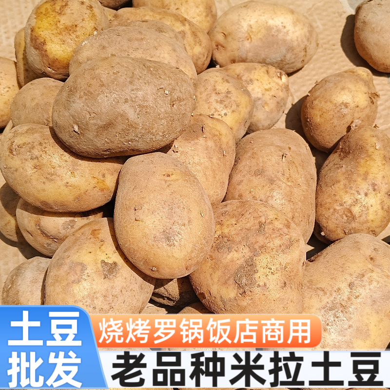 贵州高山老品种土豆洋芋50-100斤批发农民自种老家味道米拉洋芋