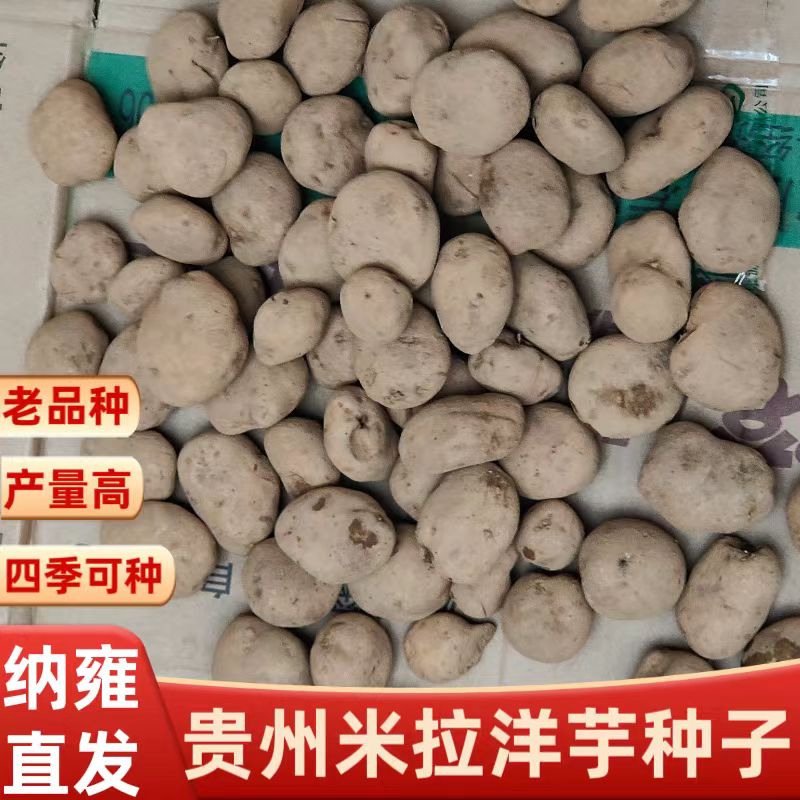 纳雍米拉洋芋种子黄皮黄心马铃薯