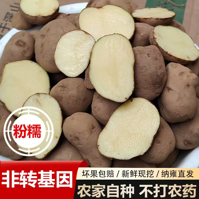 黄皮黄心土豆非转基因高产种子