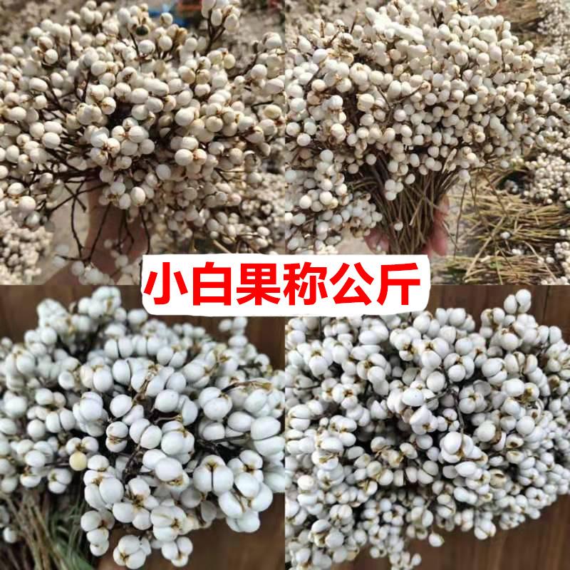 小白果干花花材森系干果花环材料乌桕果小白豆