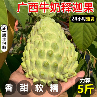 【广西牛奶释迦】新鲜水果正宗凤梨释迦5斤大果香甜精品包邮整箱