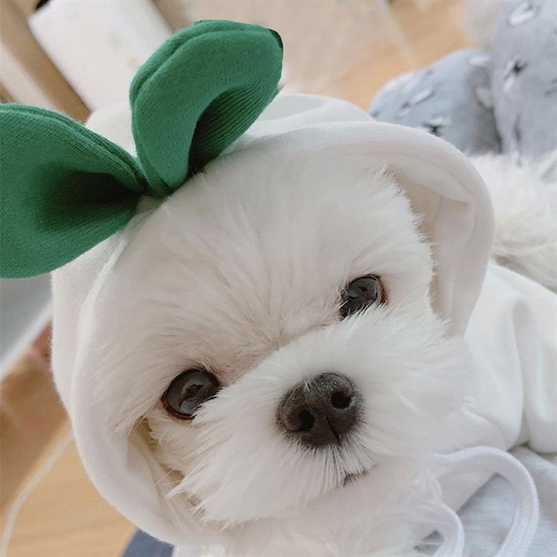 工厂定制宠物衣服秋冬小狗狗泰迪猫咪加绒带帽P卫衣宠物用品白萝
