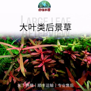 紫红玫瑰丁香新叶底红红水蓼南美玉竹箭叶蓼水草水下叶中后景草