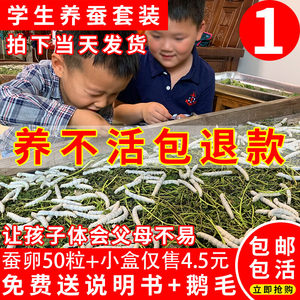 蚕宝宝活体幼虫儿童学生养蚕套装蚕卵小蚕1龄234龄送新鲜桑叶工具