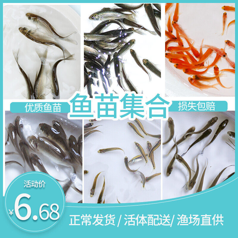 草鱼苗活体小鲤鱼苗鲫鱼苗龙鱼活体饲料鄂龟乌龟开口粮小泥鳅苗,宠物/宠物食品及用品,鱼,淘宝优惠券,粉丝福利购,淘宝优惠卷