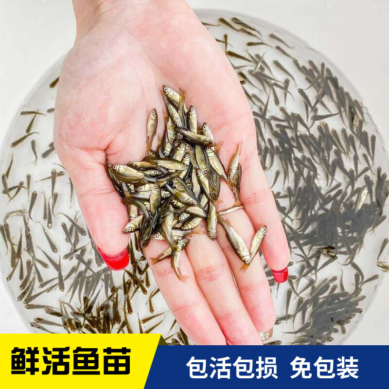 喂乌龟的小鱼苗淡水草鱼食蚊鱼练手鱼饲料鱼龙鱼食物活体鱼闯缸鱼 宠物/宠物食品及用品 鱼 原图主图