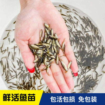 喂乌龟的小鱼苗淡水草鱼食蚊鱼练手鱼饲料鱼龙鱼食物活体鱼闯缸鱼