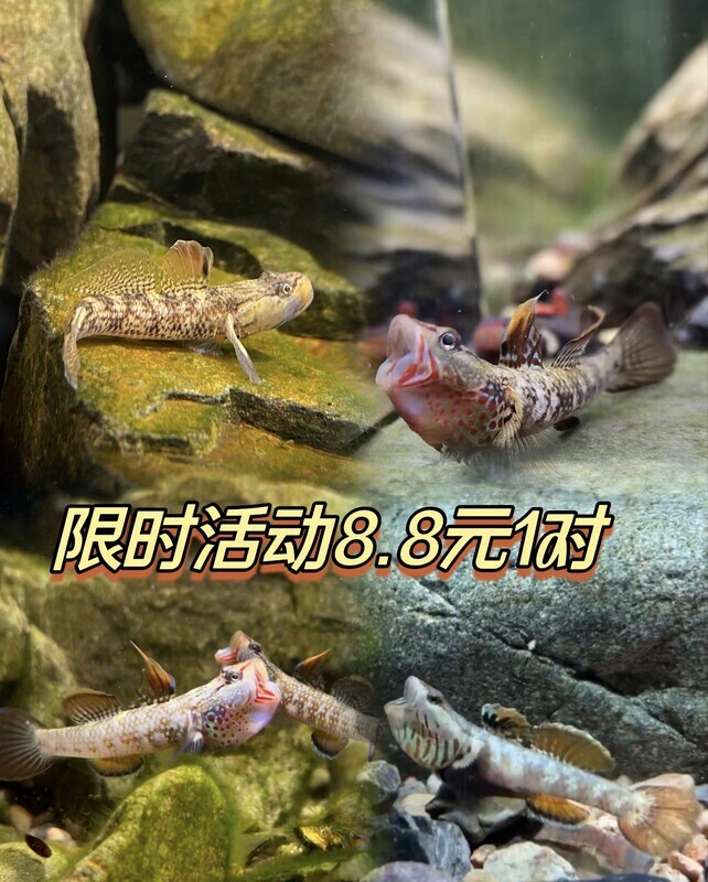 新款原生态子陵纹腮白面虾虎鱼溪流底层小型淡水鱼缸好养观赏鱼