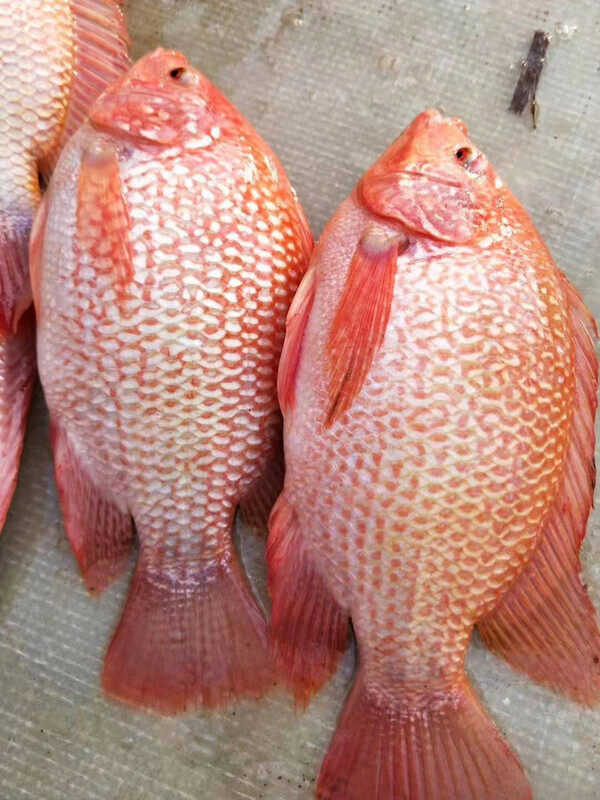 罗非鱼苗非洲鲫福寿吉富红罗非红腊彩虹鲷淡水养殖活体鱼苗包邮