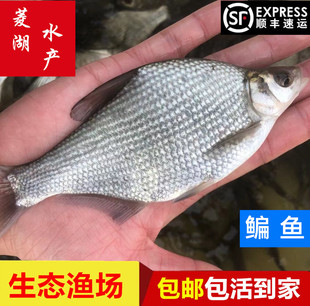 鳊鱼苗武昌鱼苗三角边三角鲂鱼苗柳叶活体扁鱼团头鲂养殖淡水鱼苗