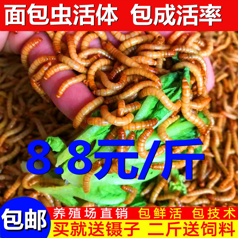 面包虫活体 黄粉虫活虫鲜活虫种虫金龙鱼石蛙仓鼠蜥蜴画眉鸟饲料