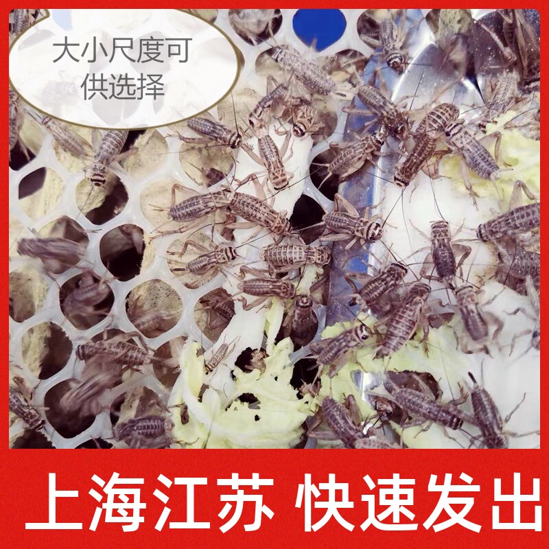 上海发货蟋蟀活物蟋蟀活体油葫芦蟋蟀/蝈蝈