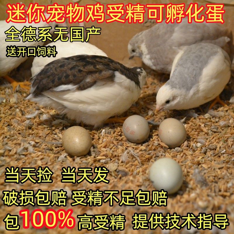 受精可孵化蛋网红鸡受精卵迷你观赏小鹌鹑种蛋德系瓦灰纯白礼服蛋,宠物/宠物食品及用品,宠物鸡,淘宝优惠券,粉丝福利购,淘宝优惠卷