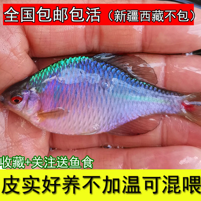 鳑鲏鱼高体鳑鲏火山鳑鲏彩石鳑鲏白边鳑鲏原生鱼冷水鱼溪流七彩鱼