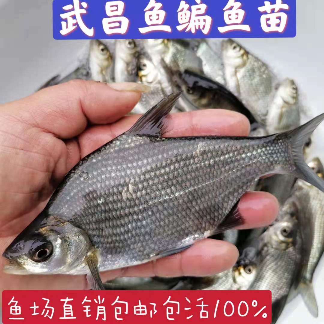 优质武昌鱼苗淡水鳊鱼苗扁鱼苗三角团头鲂鱼苗边鱼苗养殖活体包邮