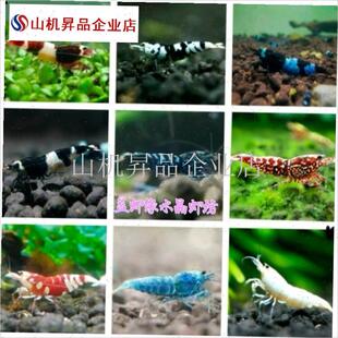 水晶虾观赏虾红白练手黑白酒x红金刚花虎银河繁殖组抱卵母宠物虾.