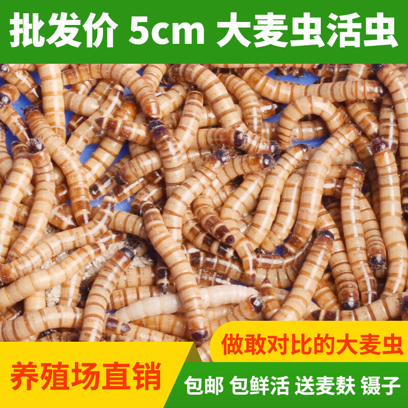 大麦虫活虫面包虫鲜活黄粉虫活体500g喂鱼虫子活虫鸟食守宫词料