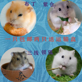 精选小仓鼠活物宠物苍鼠布丁三线银狐紫仓活体已打疫苗