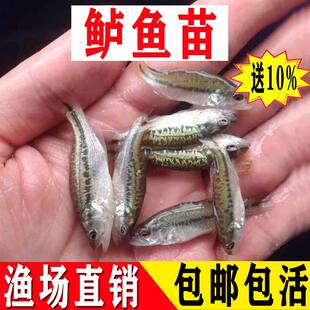 鲈鱼苗活体淡水养殖食用冷水好养大口黑鲈鱼鱼苗路亚加州鲈鱼苗