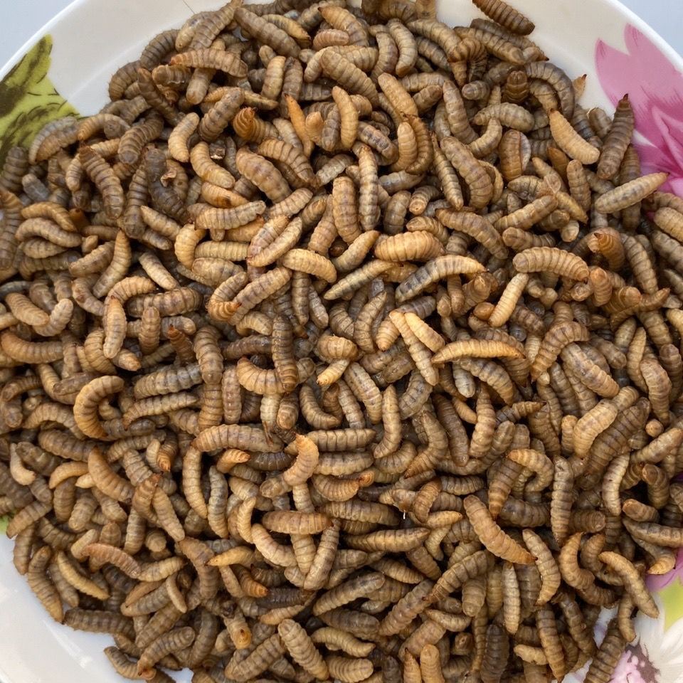 黑水虻野钓鲫鱼黄骨鱼鯰鱼鲤鱼活体鱼饵鸡家禽虾水产高蛋白饲料