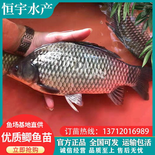 热卖鲫鱼苗中科五号白鲫土鲫湘云工程彭泽白银快大淡水宠物小活体