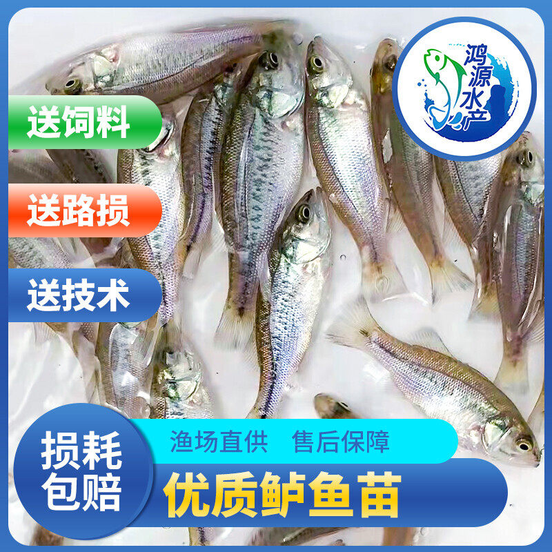 鲈鱼苗淡水加州鲈鱼鱼苗优鲈3号优鲈5号大口黑鲈活体养殖饲料鲈鱼