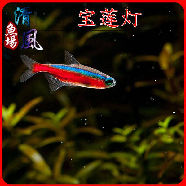 宝莲灯灯笼鱼红绿灯小型灯鱼鱼缸水草缸群游淡水鱼热带鱼观赏鱼
