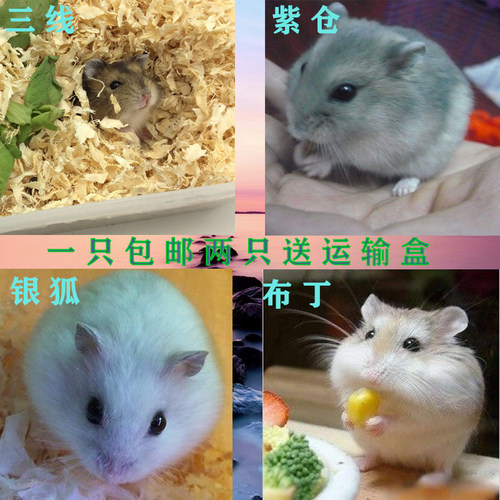 小仓鼠活物已打疫苗公母鼠宝活体紫仓三线银狐一对情侣送运输盒