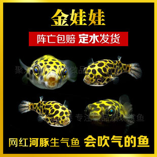 潜水艇金娃娃暗绿鲀河豚活体 热带观赏淡水汽水生气吹气球鱼除螺
